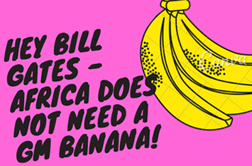 Afica does not need an Australian developed GM banana!